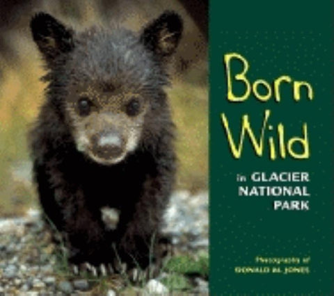 Born Wild in Glacier National Park by Jones